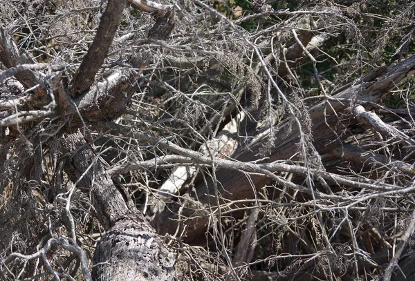 Kompletní Záběr Zblízka Hromady Mrtvého Dřeva Větví Padlého Stromu Kalifornské — Stock fotografie