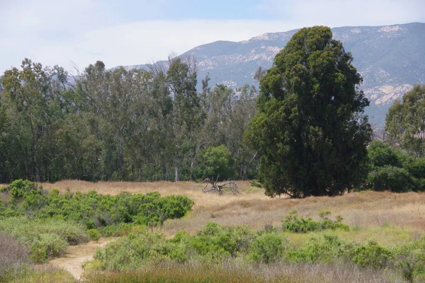 Paisagem Costeira Califórnia Com Vegetação Grama Árvores Montanhas Santa Ynez — Fotografia de Stock