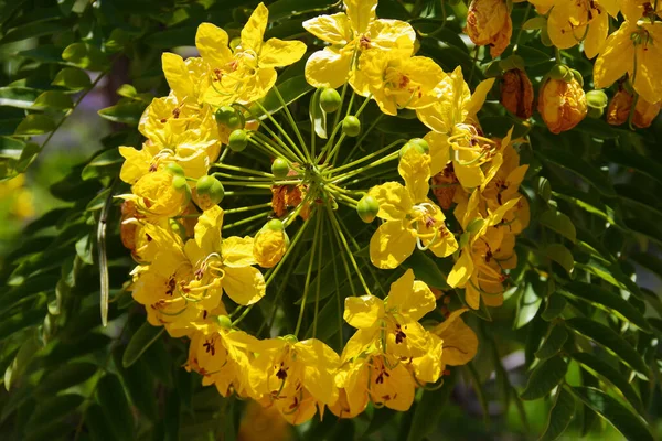 Yazın Erken Saatlerinde Sarı Tarçın Ağacının Çiçek Açan Bir Kümesinin — Stok fotoğraf