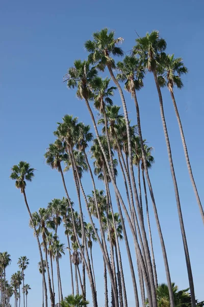 Low Angle View Very Tall Fan Palms Santa Barbara California — Stock Photo, Image