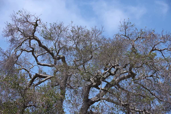 하늘색 캘리포니아 나무의 가지와 가까이에서 수있는 — 스톡 사진
