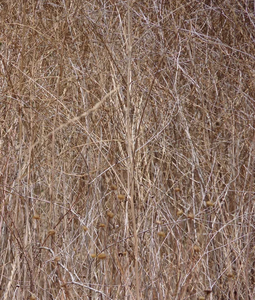 加利福尼亚沿海荒原的全景特写全画面都是前一年干枯的杂草植物 — 图库照片