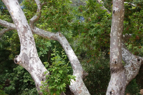 Närbild Bladverk Och Stor Stam Och Grenar Stor Sycamore Träd — Stockfoto