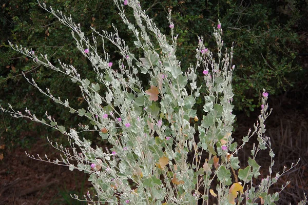 Soluk Yeşil Yaprakları Küçük Pembe Çiçekleri Olan Alışılmadık Bir Çalılık — Stok fotoğraf