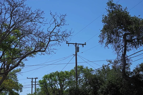 Landscape View Electricity Distribution Pylons Power Lines Trees Blue Sky — Stock Photo, Image