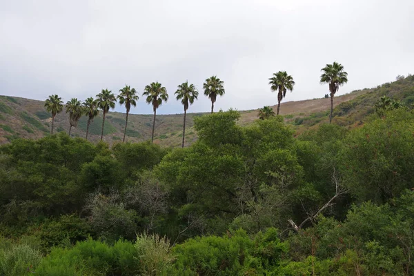 Una Fila Palmeras Abanico California Valle Del Desierto Costero Bajo — Foto de Stock