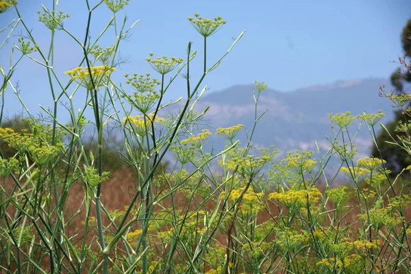Elegantní Divoké Žluté Rostliny Fenyklu Rostoucí Jižní Kalifornii Krajiny — Stock fotografie