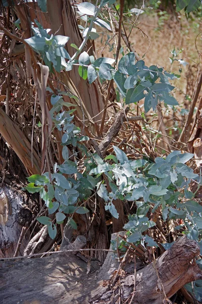 Färska Blad Återhämtar Sig Från Fallen Eukalyptus Träd Kaliforniens Kust — Stockfoto