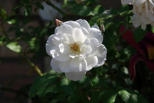 Close Uitzicht Een Fel Witte Bush Roos Bloesem — Stockfoto