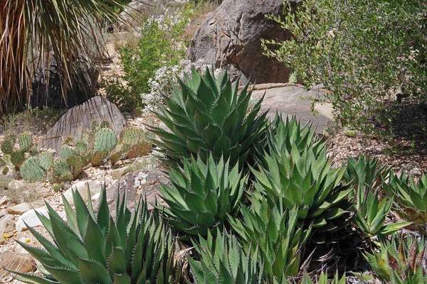 Plantas Palma Cactus Las Tierras Altas Del Desierto California — Foto de Stock