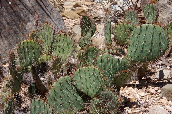 Vista Vicino Cactus Del Deserto Molto Appuntito California — Foto Stock