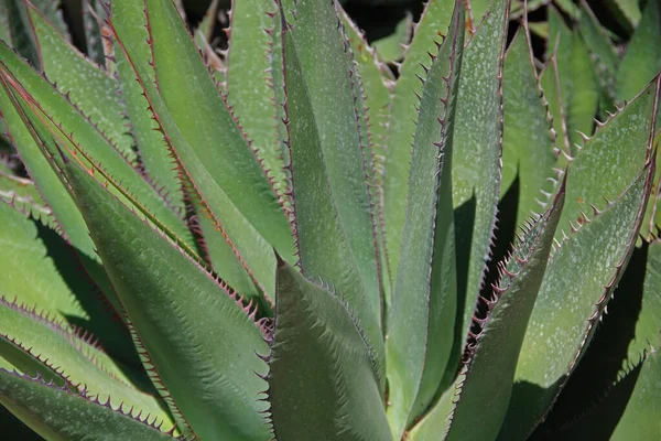 Marco Completo Vista Cerca Una Planta Suculenta Tiburón Gentryi Agave —  Fotos de Stock