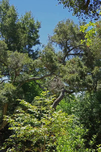 Baixo Ângulo Close Corte Vista Floresta Selvagem Califórnia Verão — Fotografia de Stock