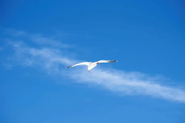 Vista Uma Única Gaivota Voando Alto Céu Azul — Fotografia de Stock