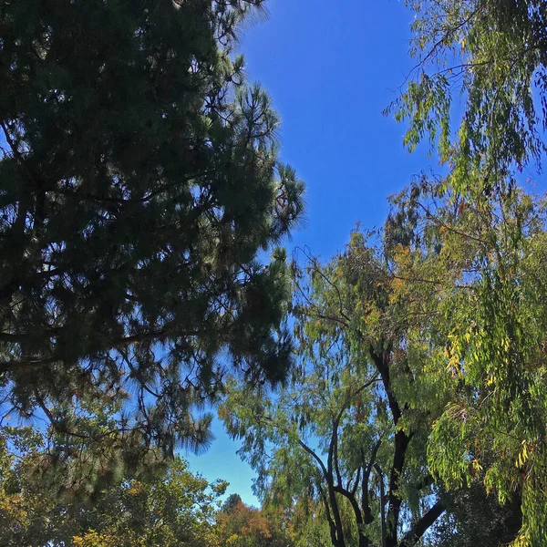 Vista Ângulo Baixo Céu Azul Brilhante Dia Verão Visto Através — Fotografia de Stock