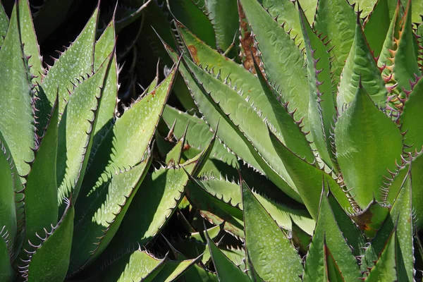 Marco Completo Vista Cerca Una Planta Suculenta Tiburón Gentryi Agave —  Fotos de Stock