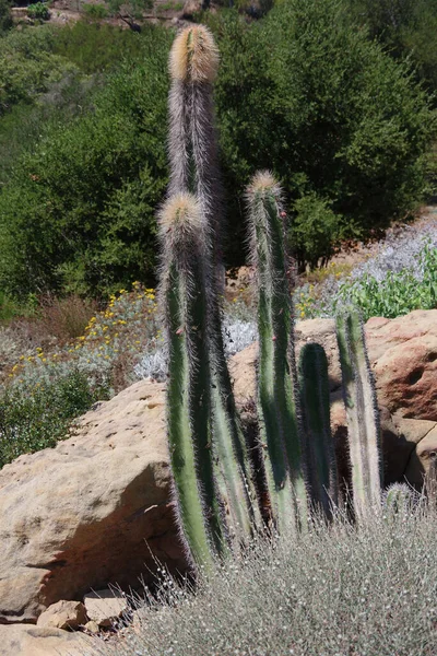 Szoros Kilátás Egy Csoport Magas Sivatagi Kaktuszra — Stock Fotó