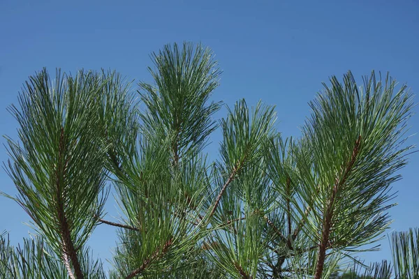 モントレーの松の木の非常に長い針で枝の近くのビュー — ストック写真