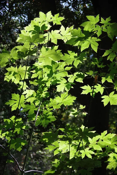 レッドウッドの森の中の若いカエデの木の新鮮な緑の葉を照らす — ストック写真