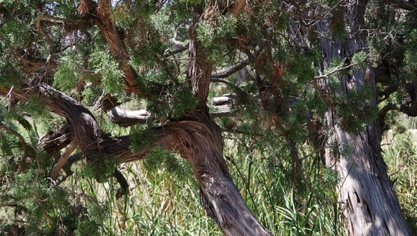 Nízký Úhel Pohledu Zblízka Baldachýnu Starého Stromu Poškozeným Kmenem Pokroucenými — Stock fotografie