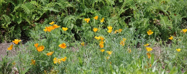 Panoramablick Auf Gelb Orange Kalifornische Mohnblumen Einer Wilden Natürlichen Umgebung — Stockfoto