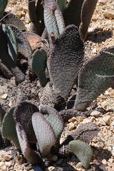 Vista Cerca Cactus Verde Gris Del Desierto — Foto de Stock