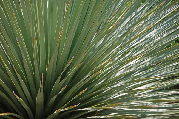 Dasylirion Wheeleri Łyżka Yucca Pustyni Roślin Kolcami Długich Liści — Zdjęcie stockowe