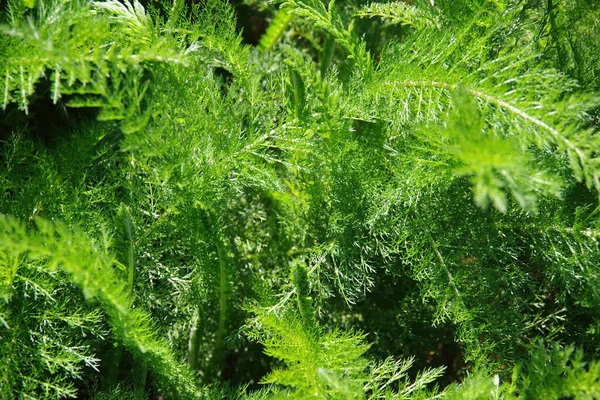 Full Frame Närbild Vilda Kalifornien Inhemska Växter Med Fina Strukturerade — Stockfoto