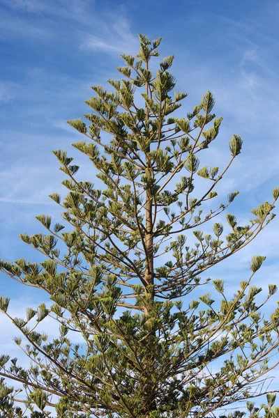 Top Tall Pine Tree California Blue Sky Some Light Clouds — Stock Photo, Image
