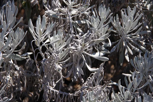 Hochwinkel Vollbild Nahaufnahme Der Weiß Gräulichen Senecio Palmeri Insel Guadeloupe — Stockfoto