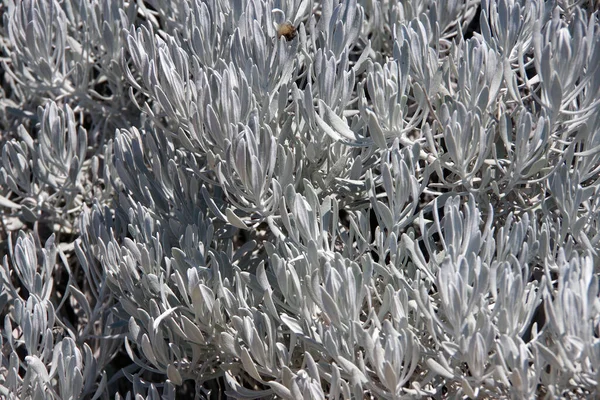 瓜德罗普岛仙人掌科植物 白色灰白色仙人掌的高角度全景特写 — 图库照片