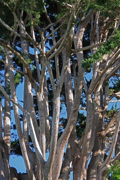 Nízký Úhel Pohledu Těžké Kmeny Větve Stromu Borovice Pobřežní Ulici — Stock fotografie