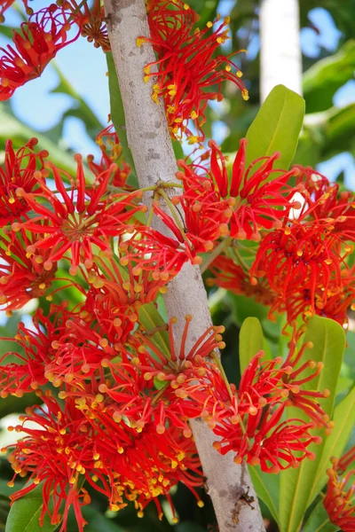 Close Bezichtiging Van Bloesems Van Een Stenocarpus Sinuatus Firewheel Tree — Stockfoto