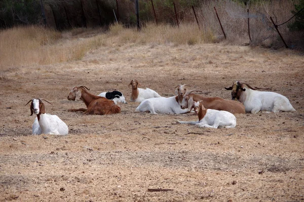 Cabras Descansando Campo — Fotografia de Stock