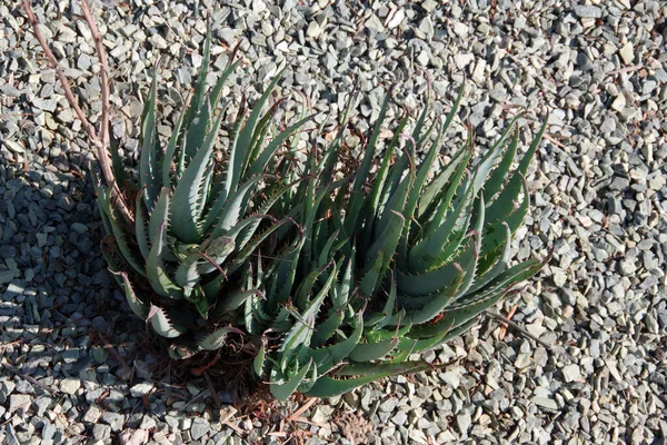 矮蓝精灵芦荟肉质植物的高角视图 — 图库照片