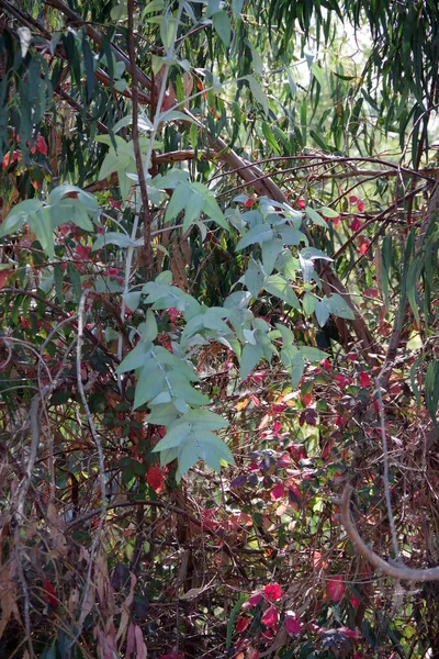 秋の日差しの中でユーカリの葉や他の植物と野生のカリフォルニアの植生のクローズアップフルフレームビュー — ストック写真