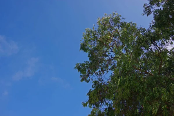 하늘이 하늘에 얼마의 구름이 유칼립투스 꼭대기의 비스듬 — 스톡 사진