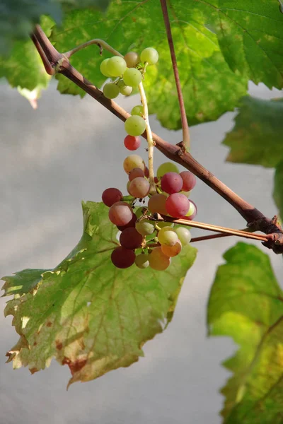 Vista Perto Uvas Pequenas Apenas Amadurecendo Planta Videira — Fotografia de Stock