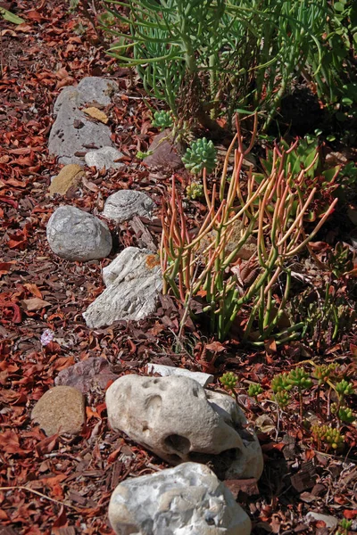 Ansicht Eines Gartenabschnitts Mit Verschiedenen Sukkulenten Steinen Und Abgefallenen Herbstblättern — Stockfoto