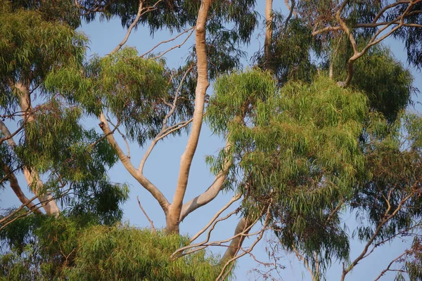 The crown and foliage of an eucalyptus tree in the autumn afternoon sunlight