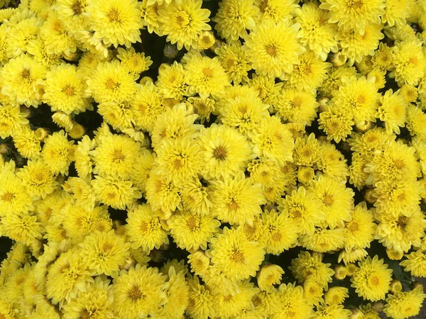 Hochwinkel Vollbild Nahaufnahme Von Direkt Über Den Blüten Eines Straußes — Stockfoto