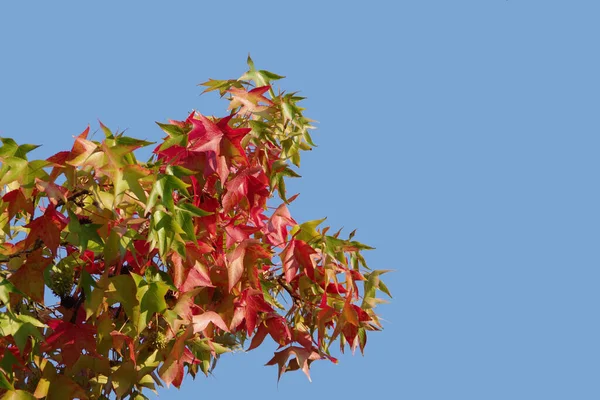 青い空の下で秋の色でシマウマの木の枝の低角度ビュー — ストック写真