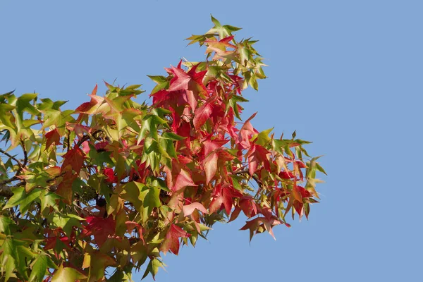 青い空の下で秋の色でシマウマの木の枝の低角度ビュー — ストック写真