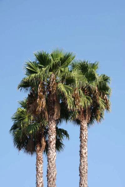 Low Angle View Tops Three California Fan Palms Seed Clusters — Stock Photo, Image