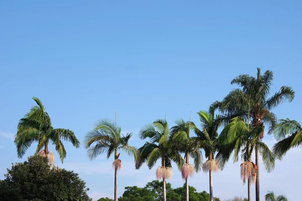 Mavi Gökyüzünün Altında Tohum Kümeleri Olan Bir Sıra Palmiye Ağacının — Stok fotoğraf