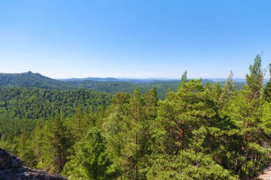 Vahşi iğne yapraklı ormanlar. Yaz güneşli gün
