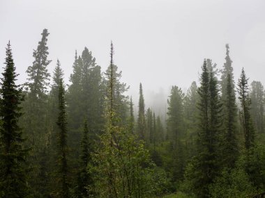 Siste köknar ağaçları ve sedirler. Kozalaklı ormanda yağmur. Batı Sayan dağlarında bulutlu bir gün