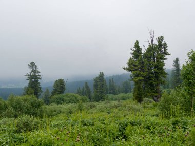 Taiga'da sis var. Batı Sayan Dağları, Ergaki Tabiat Parkı