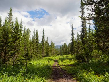 Köknarların arasındaki orman yolu. Vahşi güneşli yaz günü