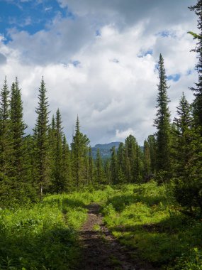 Yol köknarların arasına serilir. Vahşi güneşli yaz günü